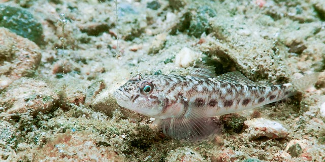 Round gobies can also spread botulism throughout the food chain.