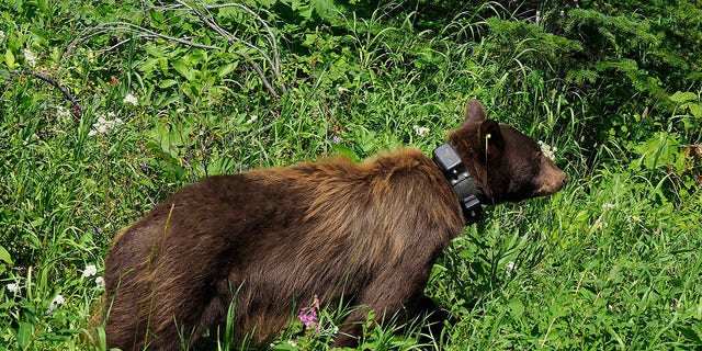 The collars are designed to expand as the bear grows and then eventually fall off.