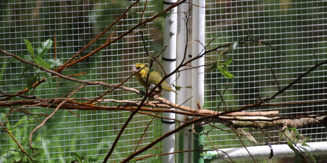 Kiwikiu Hawaiian bird in translocation at Nakula Natural Area Reserve, in Oct. 2019. (State of Hawaii Department of Land and Natural Resources)