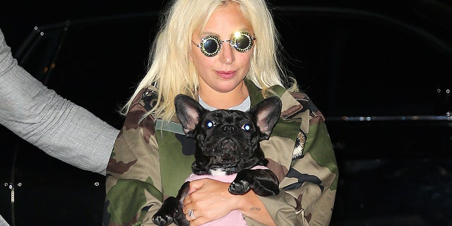 Lady Gaga dog walker shooting suspect released from jail by mistake Singer Lady Gaga is seen on June 22, 2015 in New York City.