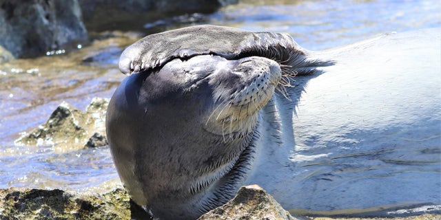 A Hawaiian monk seal basks on a beach in Hawaii. (Ryan Jenkinson/Department of Land and Natural Resources, Hawaii)