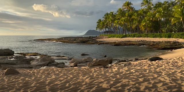 Hawaii’s threatened species: What to know about protected wildlife on the islands