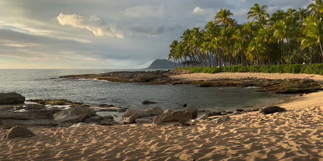 A Hawaiian monk seal blends into the scenery while sunbathing on a beach in Ko Olina, Oahu, HI, on March 27, 2022. (Danielle Pellini)