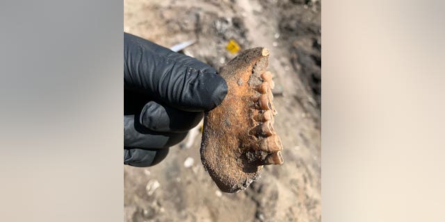 La Oficina del Sheriff del condado de Nassau en Florida dijo que se cree que los huesos humanos encontrados en el sitio de construcción de Fernandina Beach son muy antiguos.