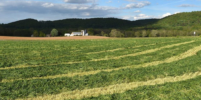 Freshly cut rye grass dries in the afternoon sun near Kauffman and Snyder Roads in Oley Township, Penn., on May 8, 2017. (Photo by Harold Hoch/MediaNews Group/Reading Eagle via Getty Images)