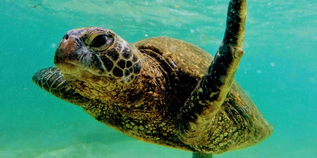 This gorgeous green sea turtle is shown swimming in Hawaii's waters. (Ryan Jenkinson/Department of Land and Natural Resources, Hawaii)
