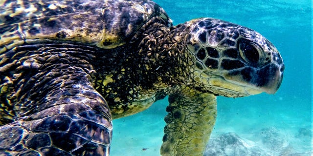 Another view of a green sea turtle as it swims in the waters of Hawaii. (Ryan Jenkinson/Department of Land and Natural Resources, Hawaii)