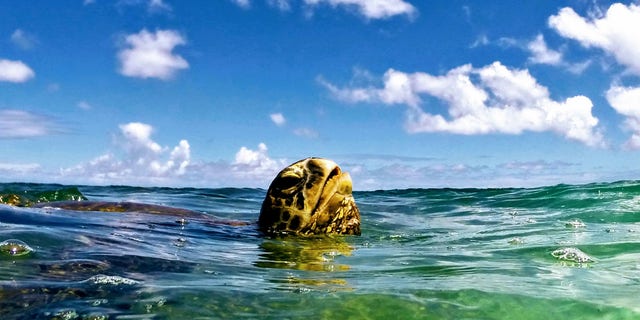 A green sea turtle pokes its head out of the water while swimming in Hawaii. (Ryan Jenkinson/Department of Land and Natural Resources, Hawaii)