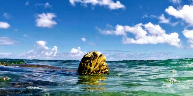 A green sea turtle pokes its head out of the water while swimming in Hawaii. (Ryan Jenkinson/Department of Land and Natural Resources, Hawaii)