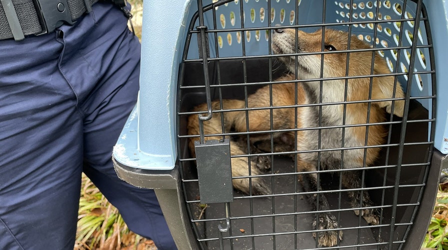 Fox high-tails it across Capitol grounds