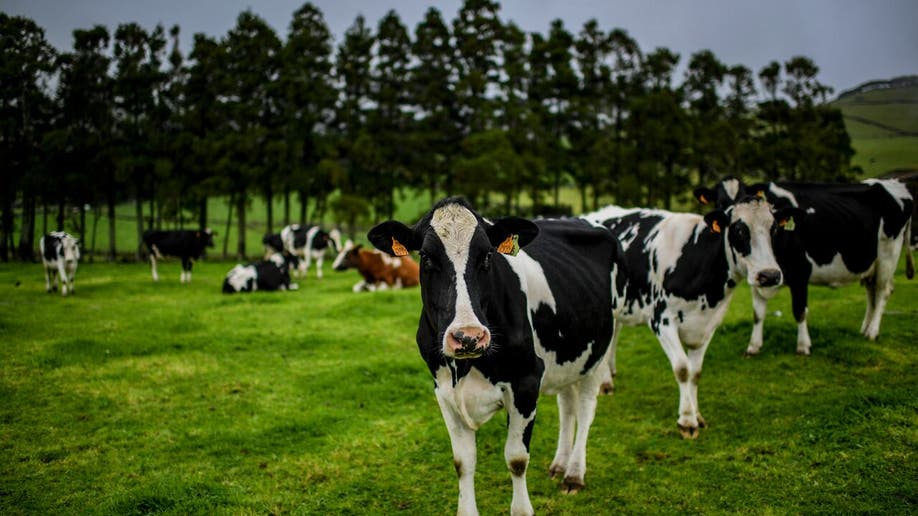Milk cows graze in a meadow at Santo Amaro on Sao Jorge island, in the Portuguese archipelago of the Azores on March 27, 2022