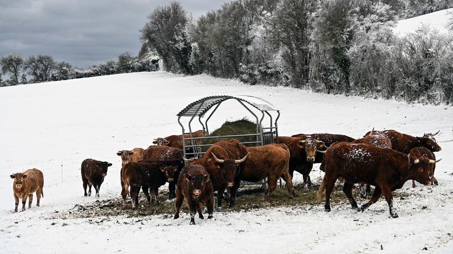 Cows graze on a snows covered field at the Monts dOr near Lyon, on April 1 2022