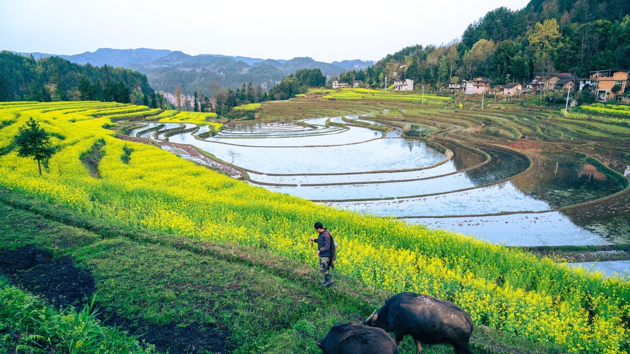 A farmer grazes his cattle in a terraced field on March 28, 2022 in Lichuan, Enshi Tujia and Miao Autonomous Prefecture
