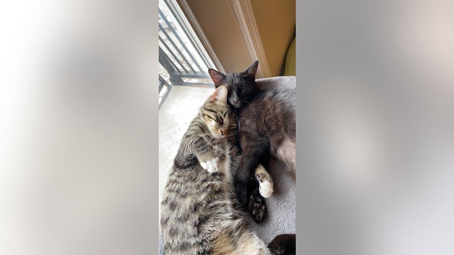 Trevor the cat cuddles up to his feline friend