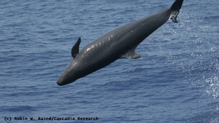 A false killer whale in Hawaii
