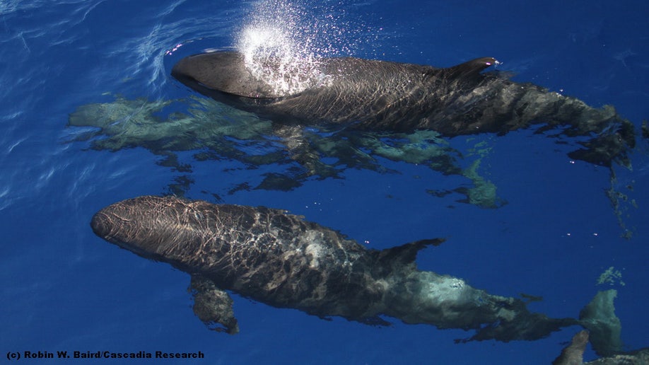 False killer whales in Hawaii