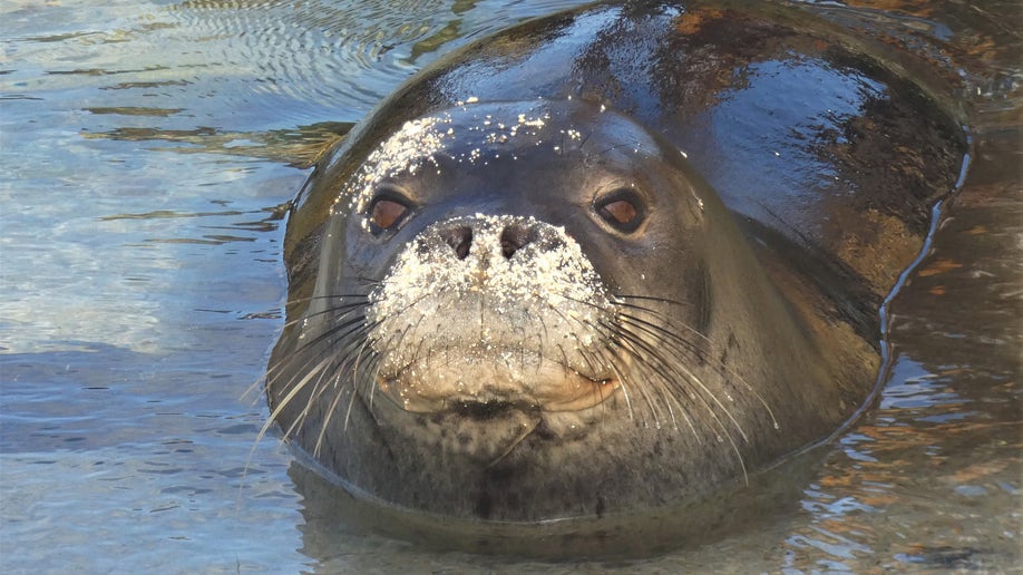 Hawaiian monk seal in Hawaii