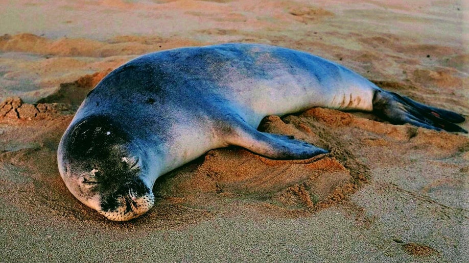 Hawaiian monk seal sleeps on a beach
