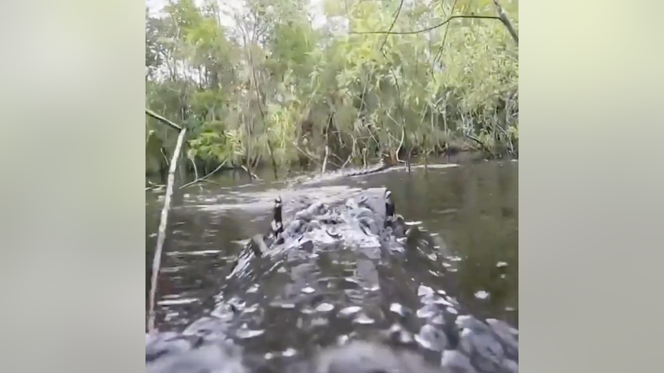 Missouri fisherman catches 50-pound rare sturgeon