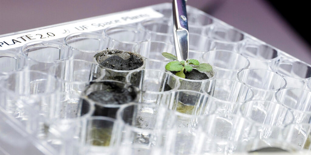 NASA scientists grow plants in Apollo lunar soil for the first time: 'Everything sprouted!' - Vimarsana News