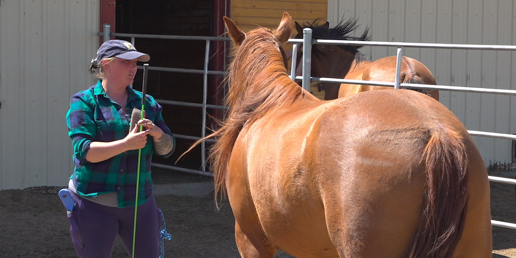 Memorial Day: Horse therapy helps veterans heal from the invisible wounds of war - Vimarsana News