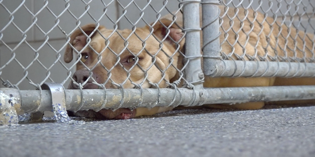 Animal shelters say fostering could be key in clearing kennels - Vimarsana News