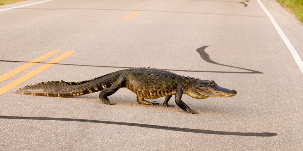 Alligator kills elderly woman in South Carolina: police - Vimarsana News
