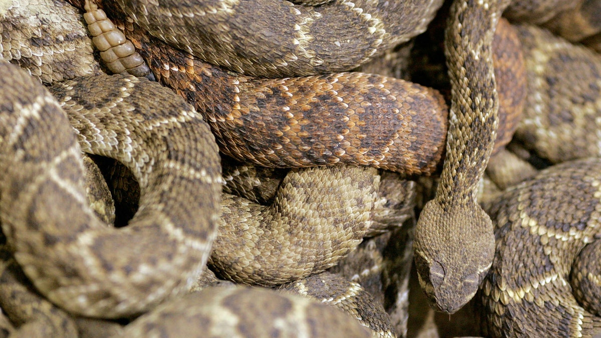 Texas rattlesnake