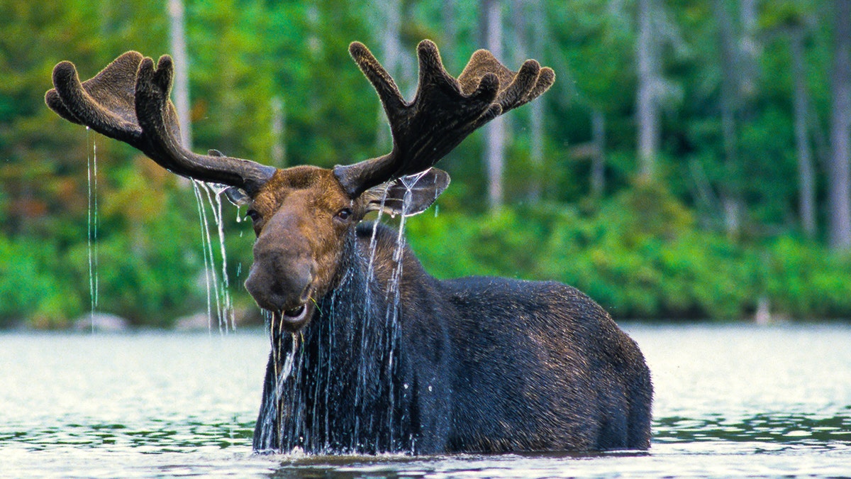 Moose feeding in WY pond
