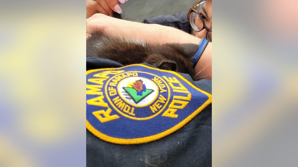 An officer from the Town of Ramapo Police Department hold the rescued kitten while it gets examined.