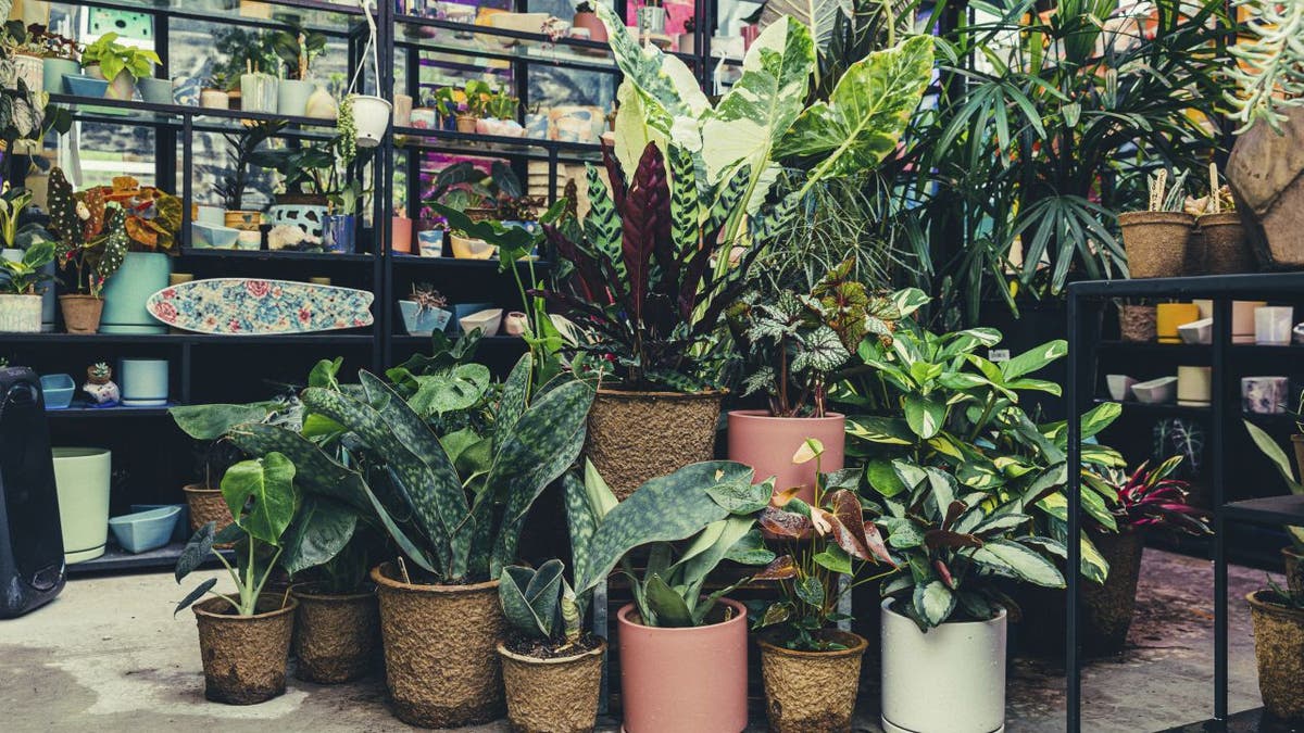 A group of plants sit in the Pollyn plant shop