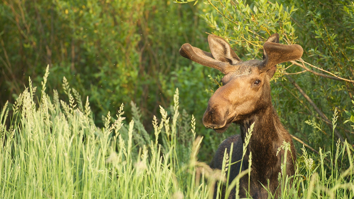 Moose alert in WY