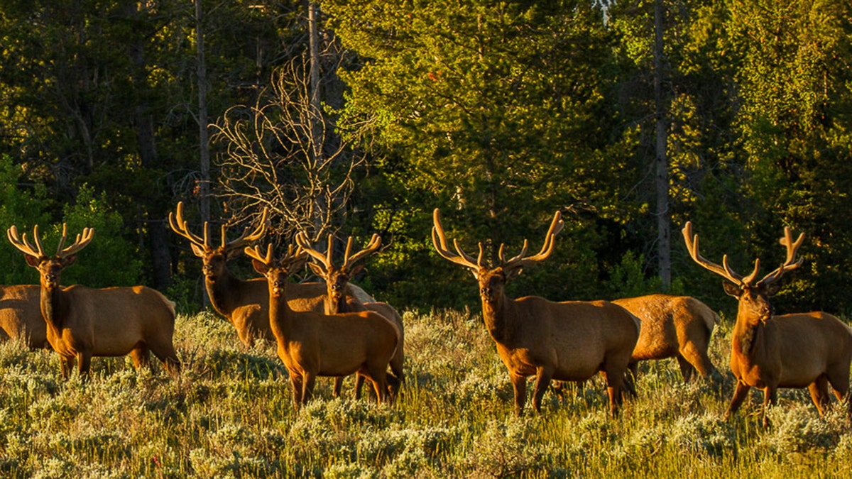 Bull elk in Wyoming