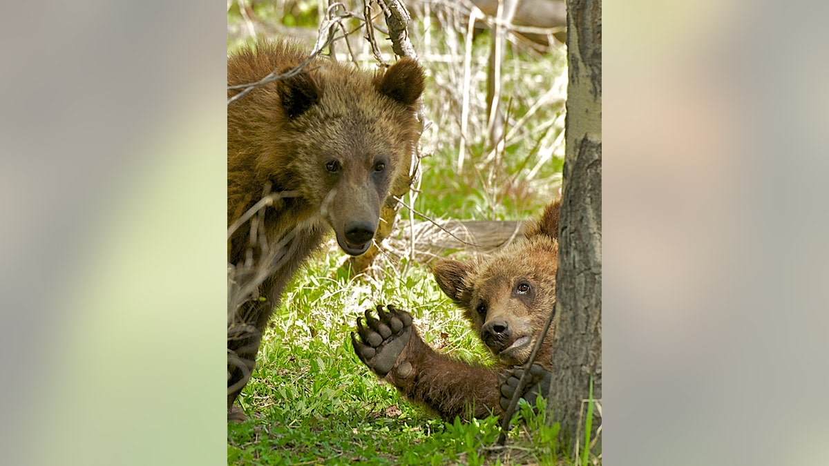 Bear waves to camera