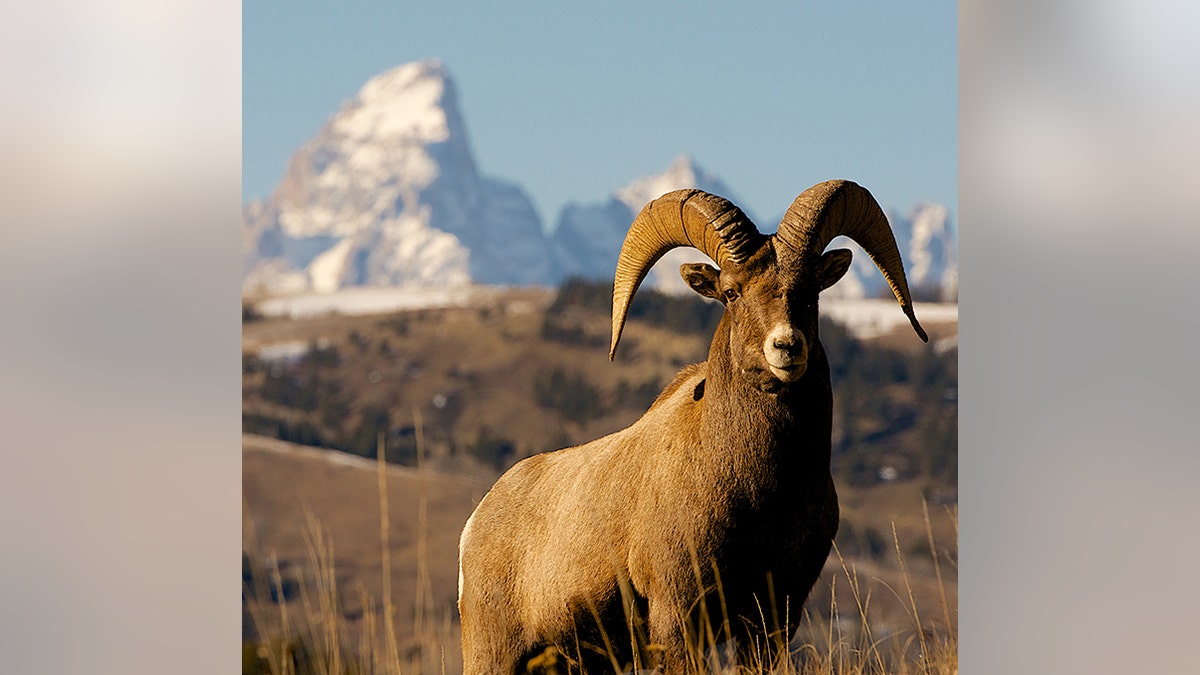 Big horn sheep Wyoming