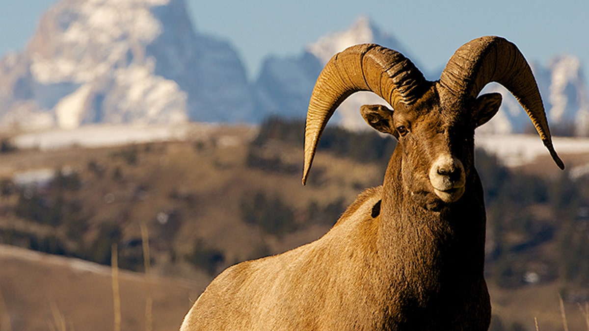 Big horn sheep Wyoming