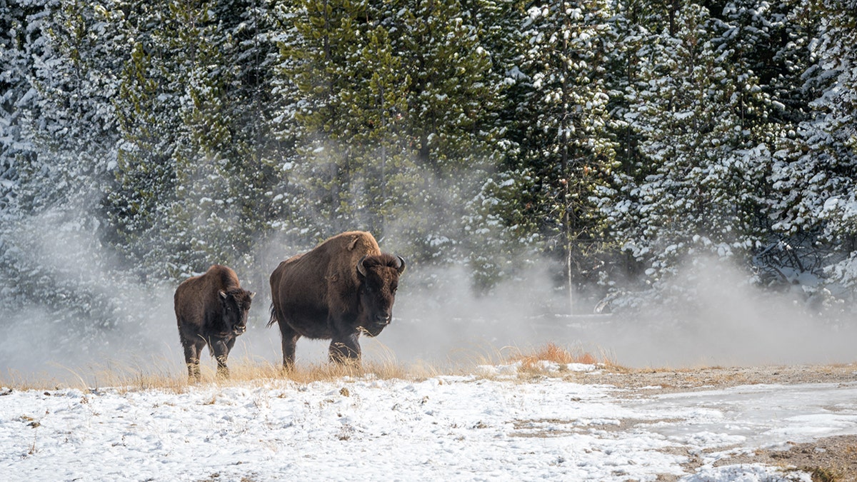 Bison in Wyoming