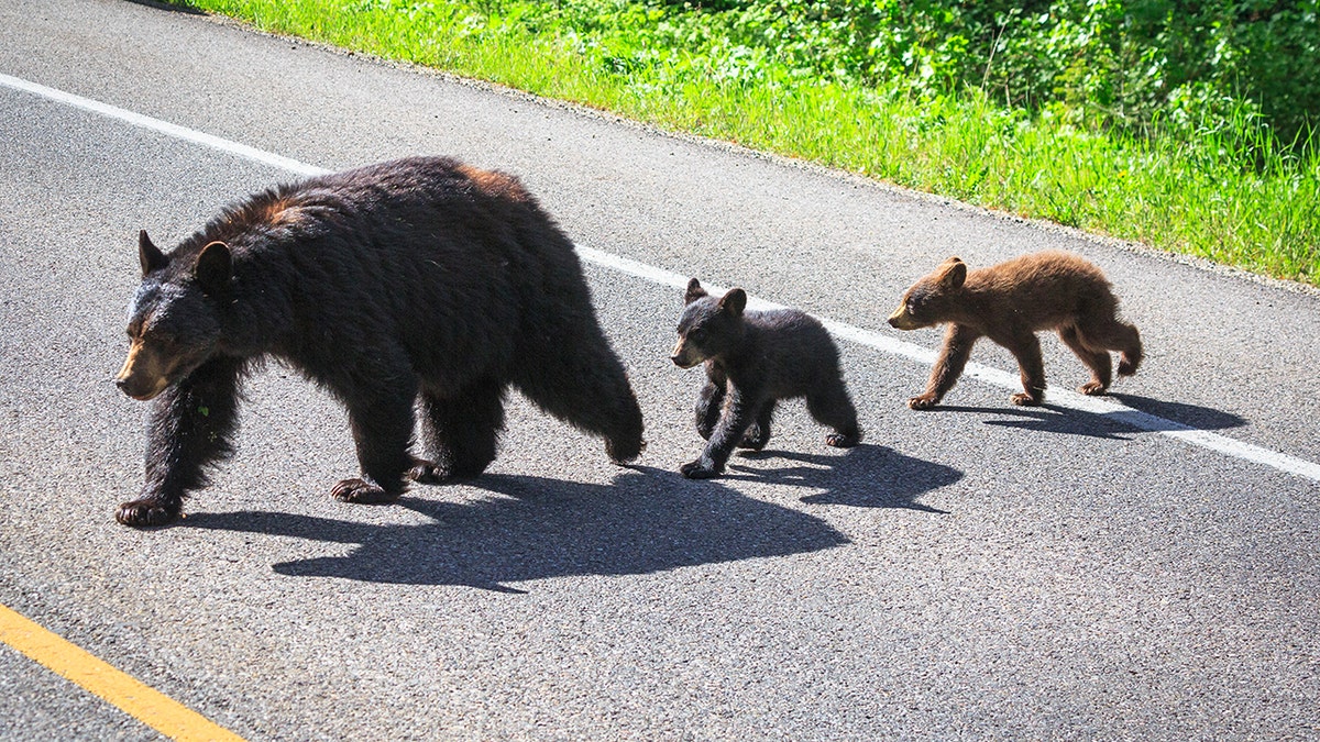 Black bear and cubs in grand teton