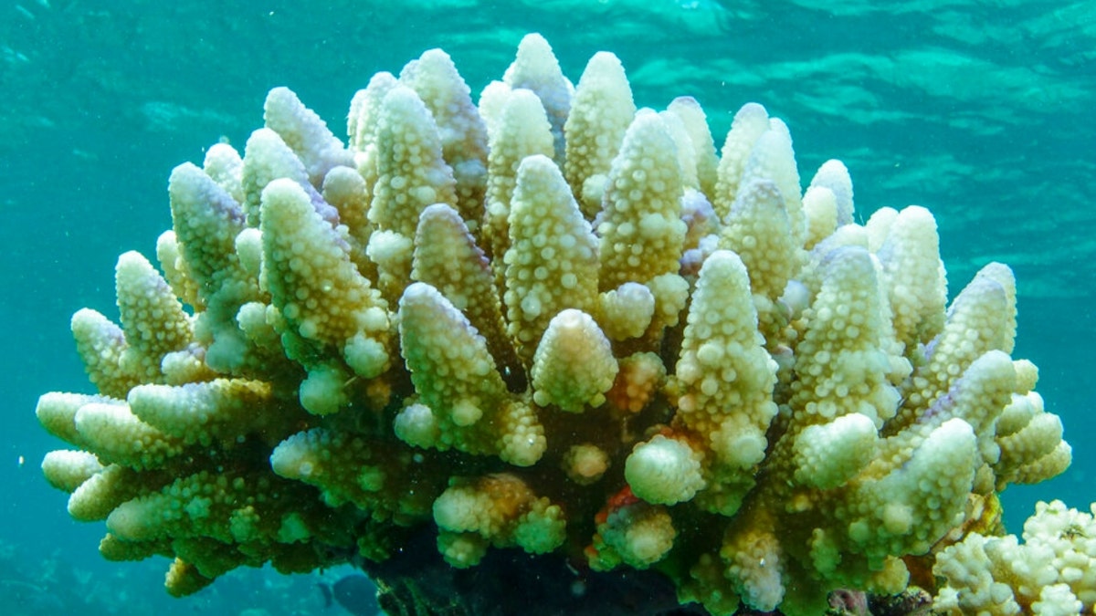 Bleached Great Barrier Reef coral