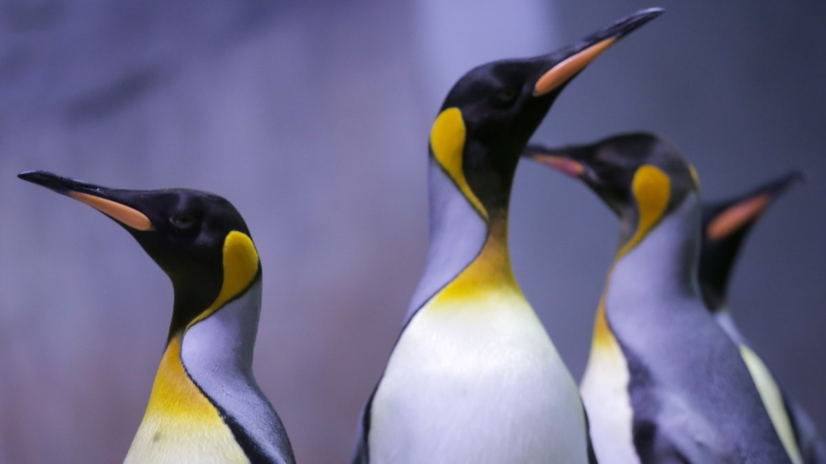 Emperor penguins in the Hellabrunn 