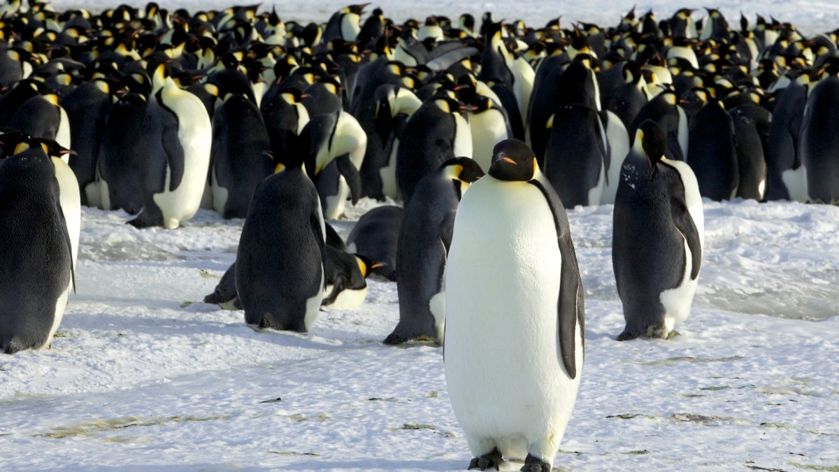 Emperor penguins in Antarctica