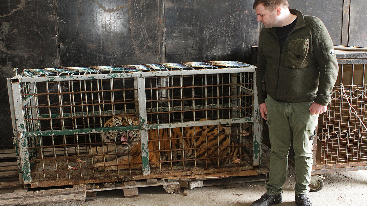 Dnipro deputy city head Mykhailo Lysenko stands by a cage with a tiger evacuated from the ruined Feldman Ecopark in Dnipro, central Ukraine, on April 8.