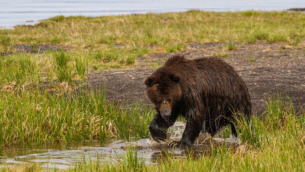 Bear in nature