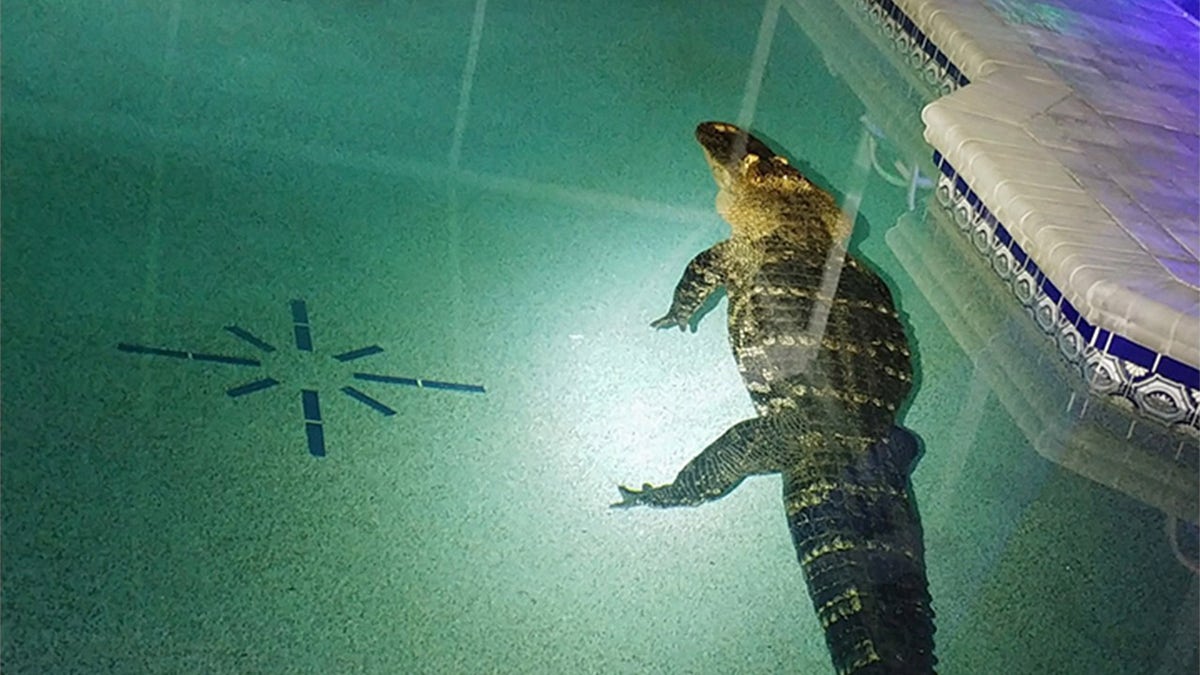 alligator in pool