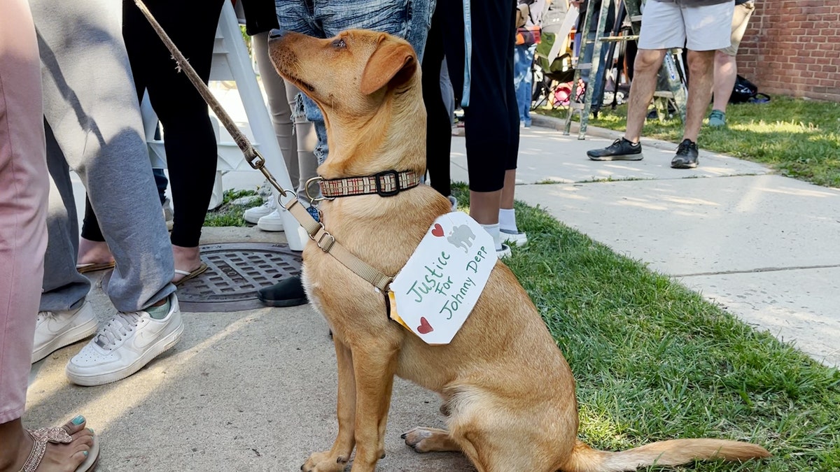 Dog wears "Justice for Johnny Depp" sign sitting with the the crowd awaiting Depp's arrival
