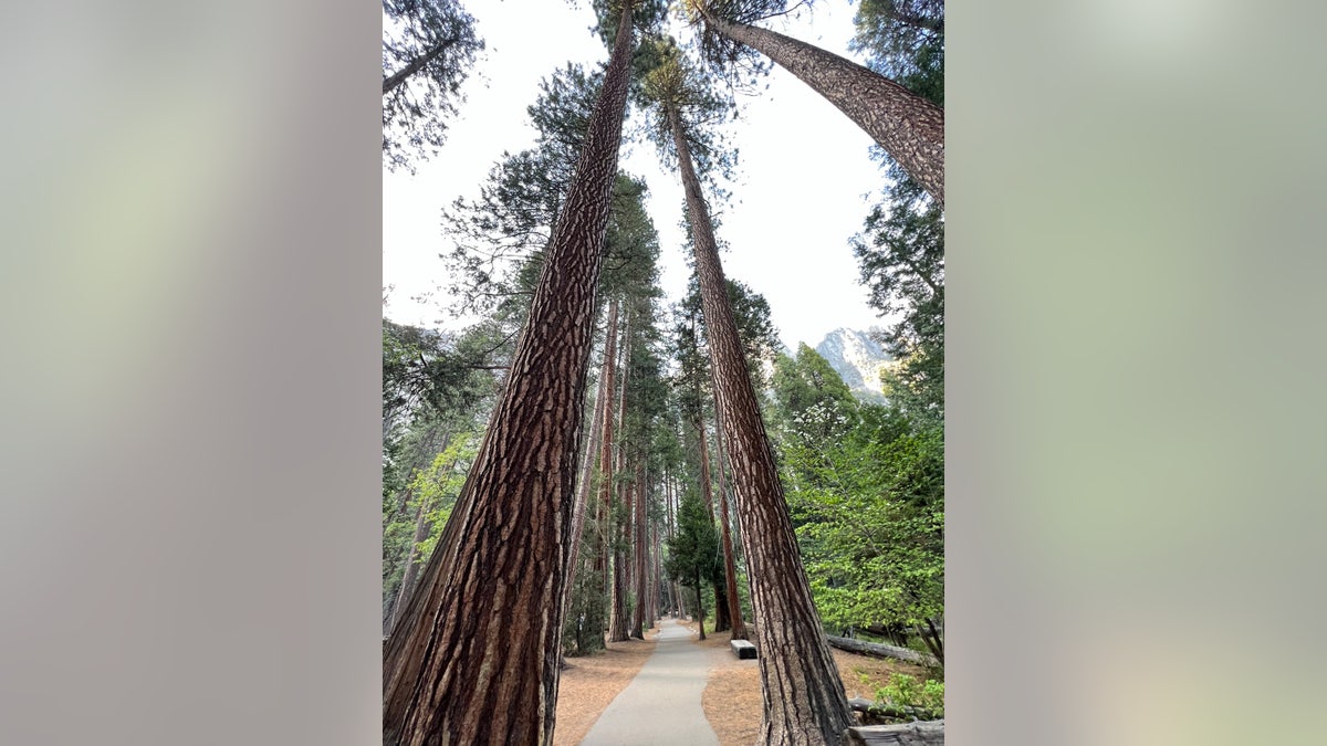 Ponderosa pine trees at Yosemite
