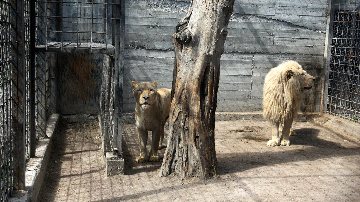 Two evacuated white lions from the Feldman Ecopark are seen in an enclosure at the zoo in Odesa, Ukraine, on April 14.?