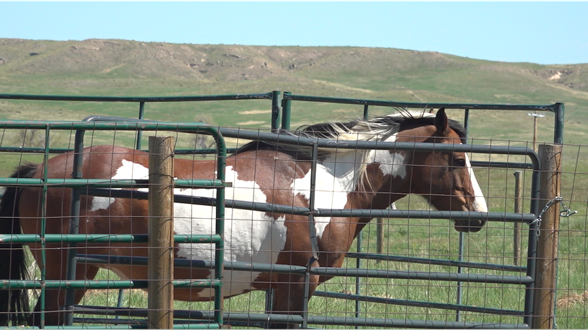 Iggy the wild mustang, veterans mental health horse therapy