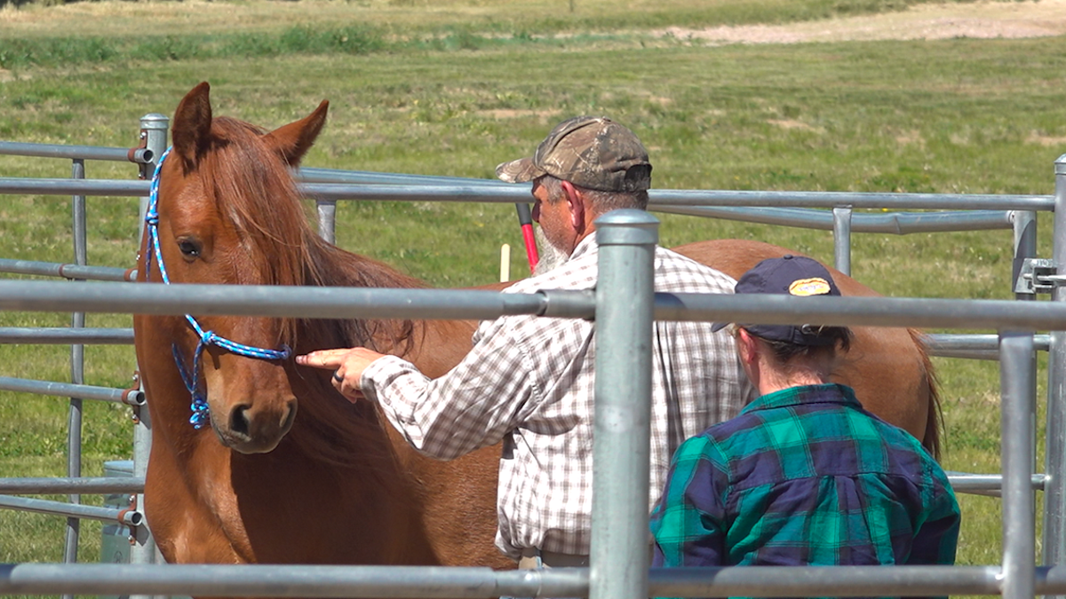 Horse therapy helps veterans heal from mental health issues