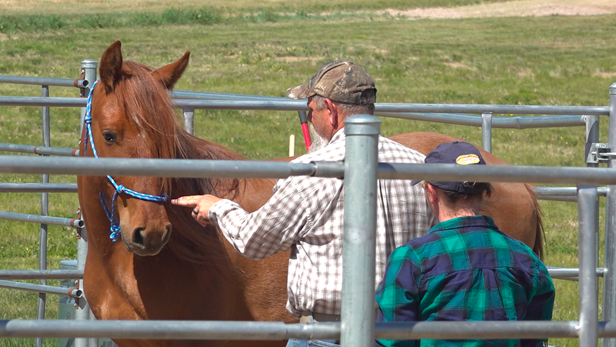 Horse therapy helps veterans heal from mental health issues